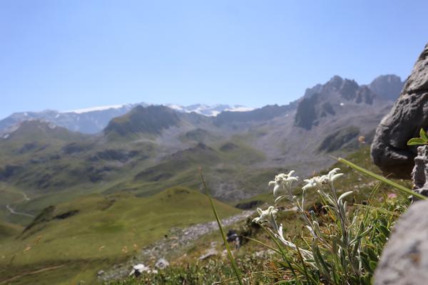 The photo captures a breathtaking alpine landscape, with a cluster of delicate Edelweiss flowers in the foreground